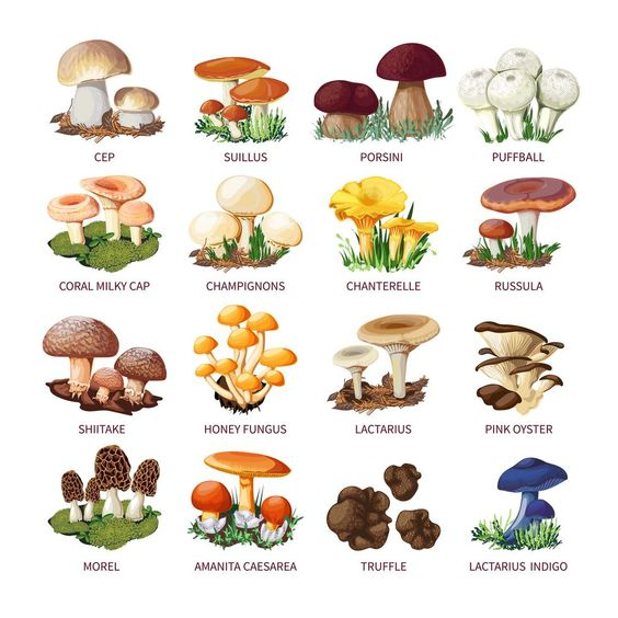 How to grow Mushrooms at Home (Complete Guide)