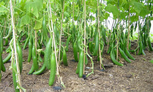 How to Grow Cucumber at Home