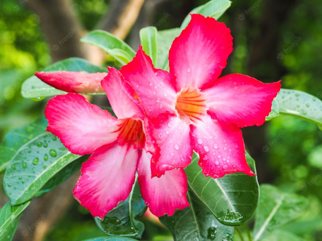 365 Days Flowering Plants In India ApSeeds 365-days-flowering-plants-in-india-apseeds