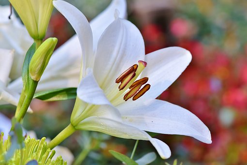 Casa Blanca Lilies (aka White Oriental Lily) - Flower Magazine