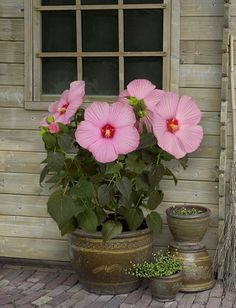 how to take care hibiscus plant