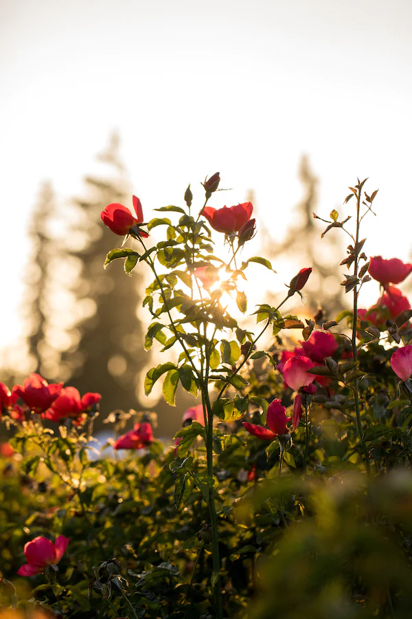 Do hibiscus need full Sun